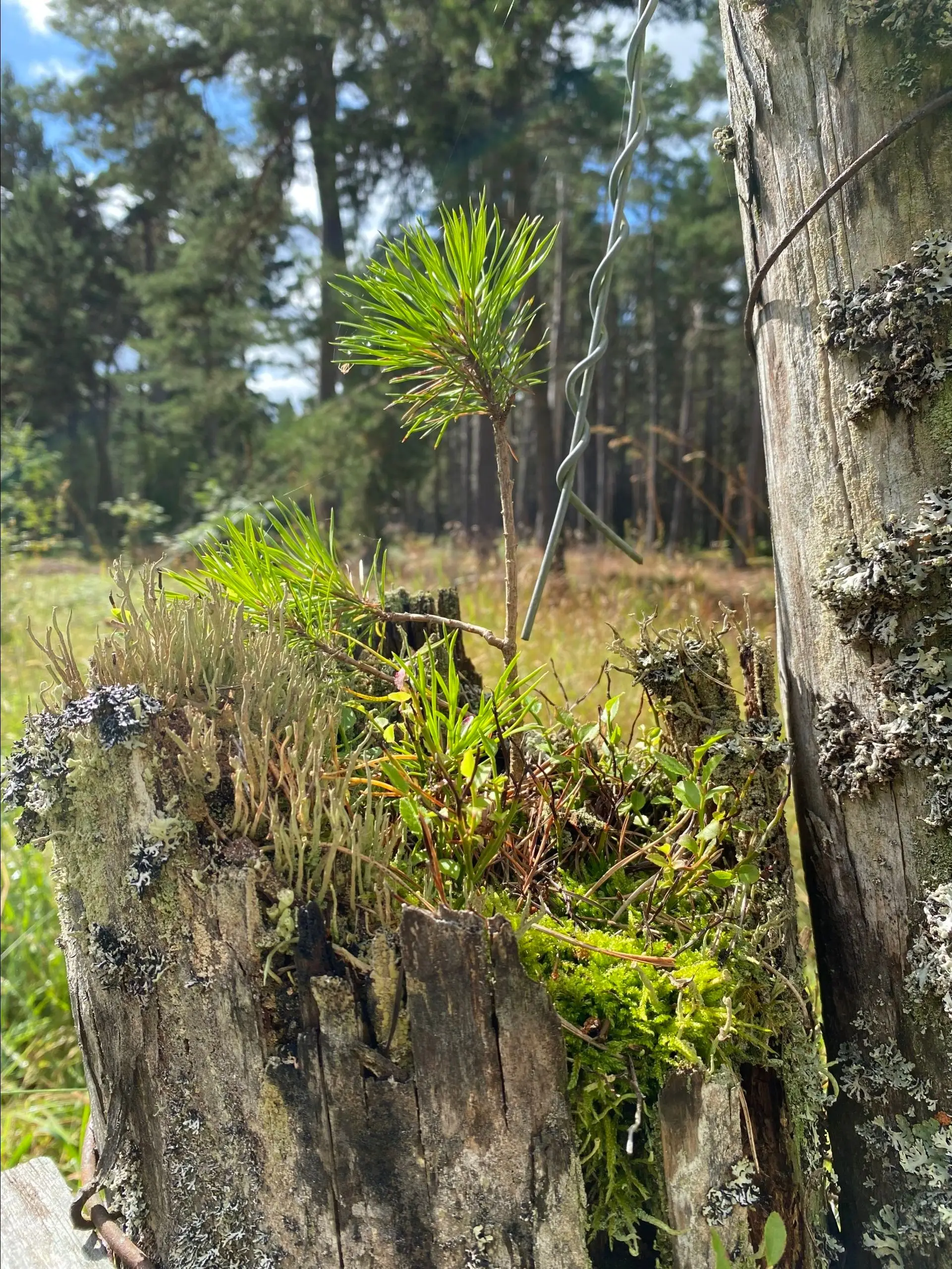 Scots pine seedling, Nethybridge